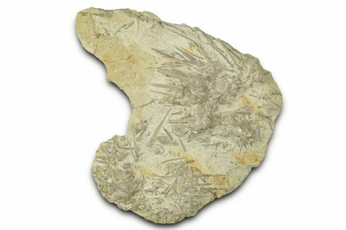 Mississippian Echinoid (Archaeocidaris) Fossil - Iowa #327230